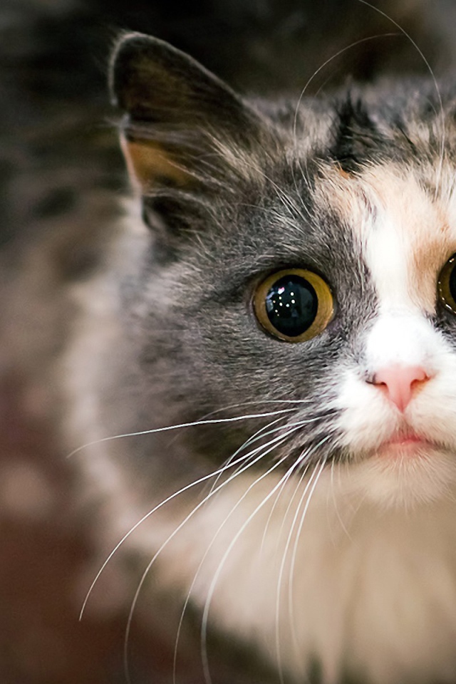 Испуганный кот с огромным глазами