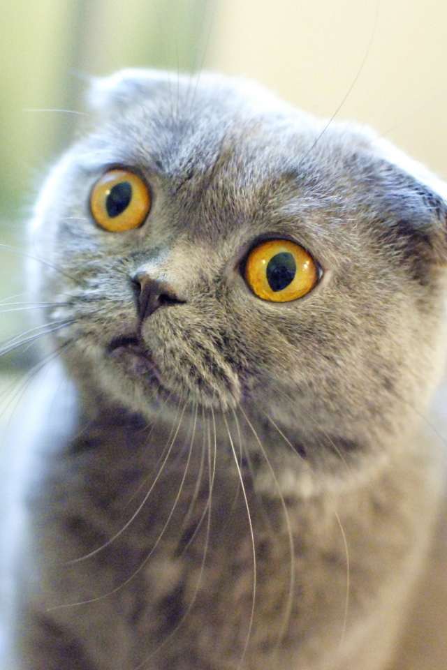 Шотландский вислоухий кот в шоке