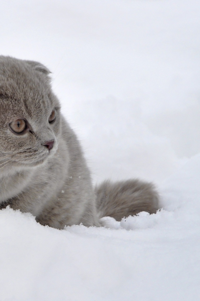Шотландский вислоухий кот в снегу
