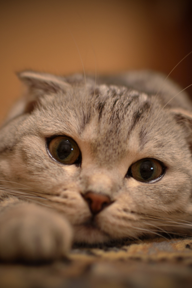 Шотландский вислоухий кот на ковре