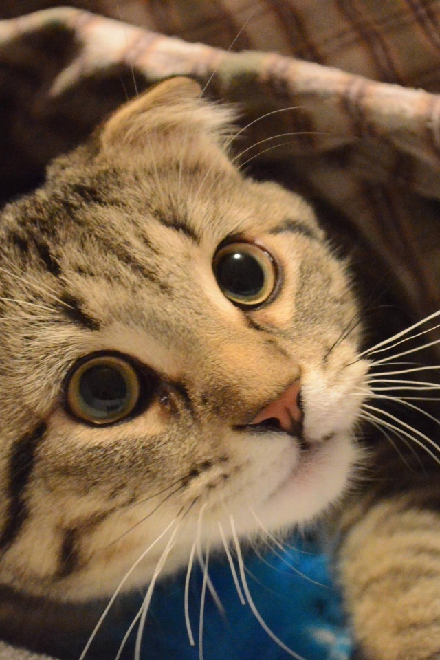 Шотландский вислоухий кот что-то увидел