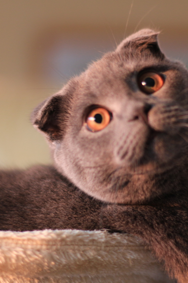 Шотландский вислоухий кот с карими глазами