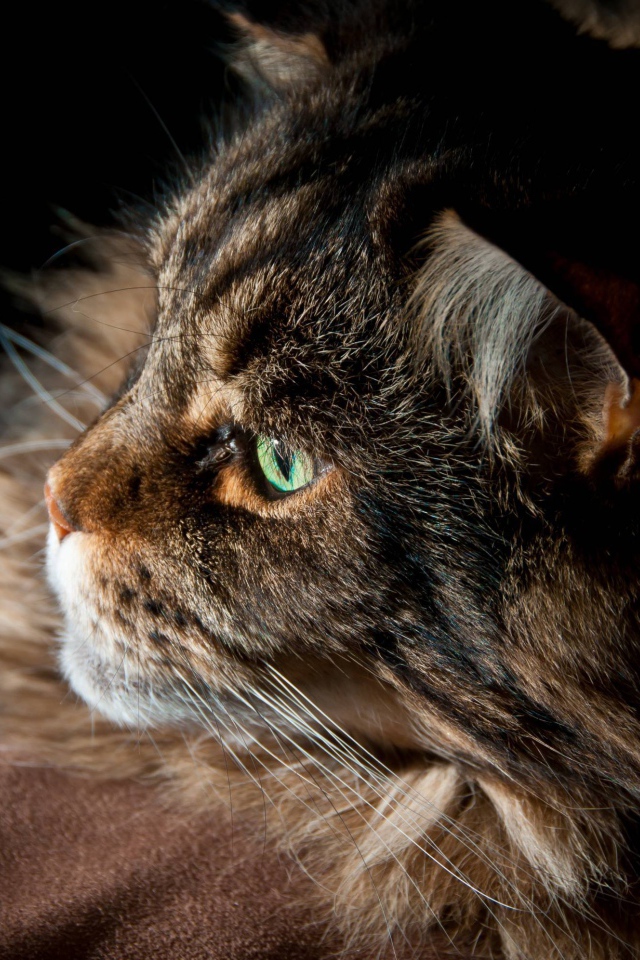 Серьёзный кот мейн-кун с зелёными глазами