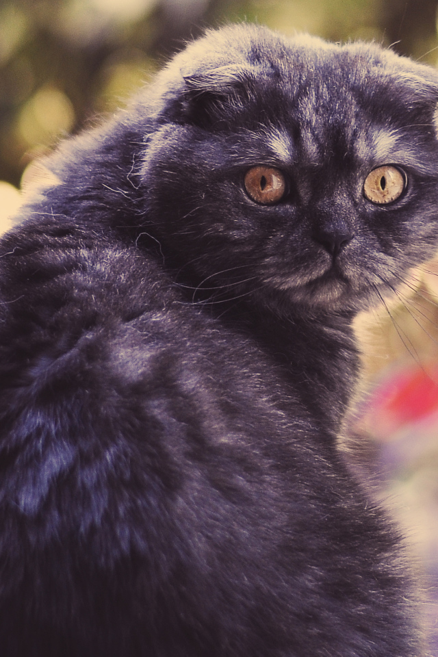 Шотландский вислоухий серьёзный кот