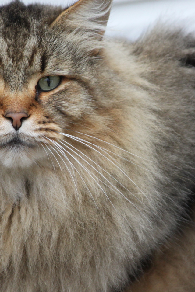 Взрослый серьёзный кот мейн-кун