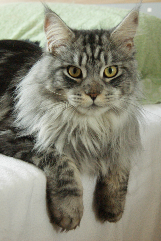 Красивый серьёзный кот мейн-кун лежит на кровати