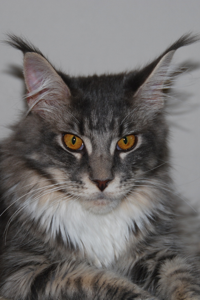 Serious beautiful Maine Coon cat with brown eyes