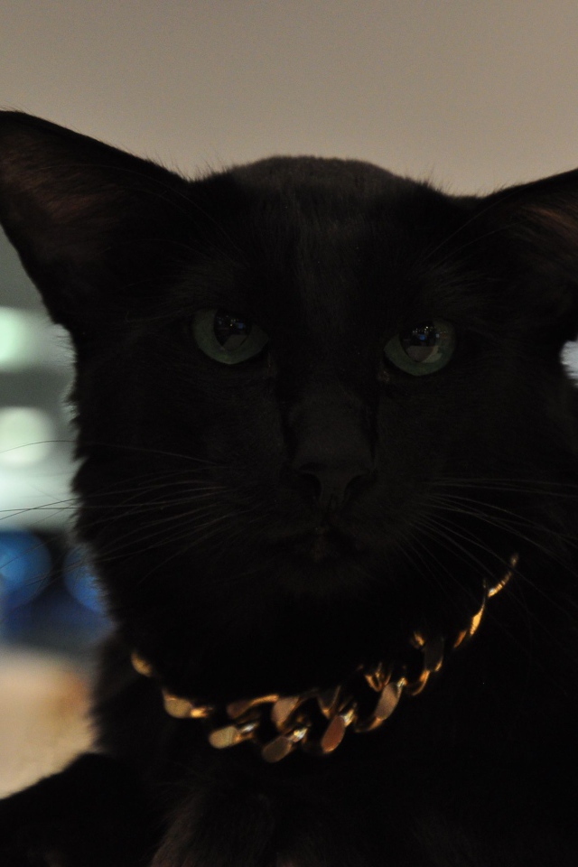 Чёрный красивый серьёзный кот мейн-кун