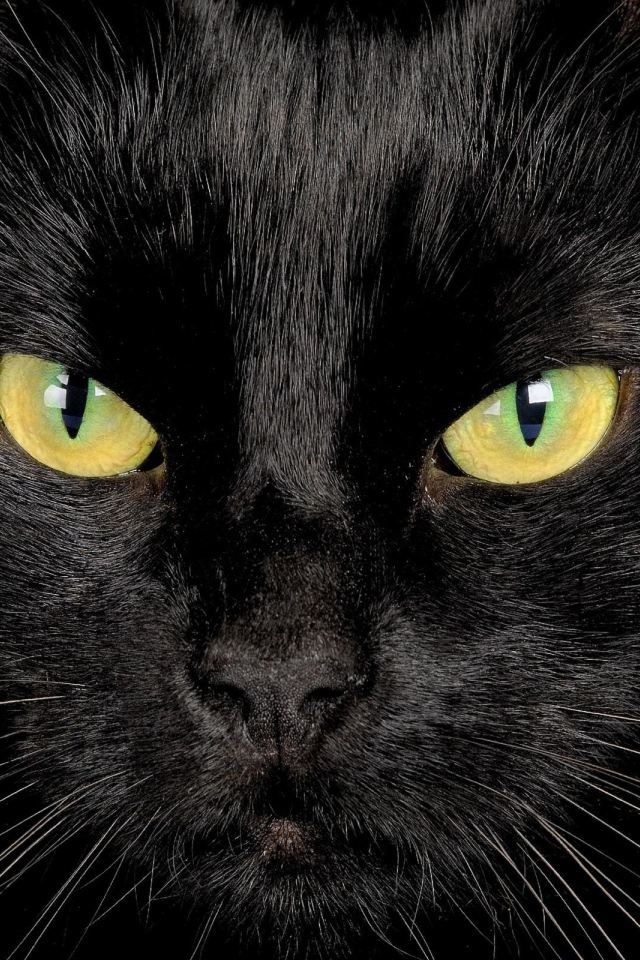 Серьёзный чёрный кот крупным планом