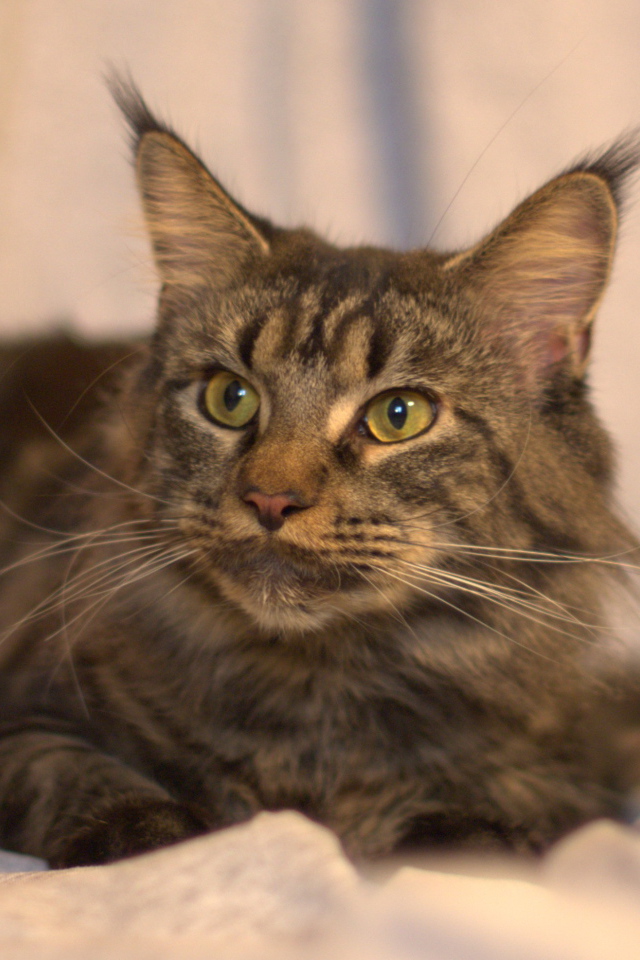 Серьёзный кот мейн-кун