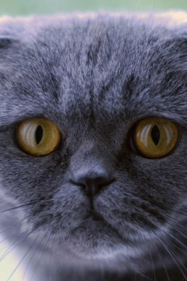 Серьёзный серый шотландский вислоухий кот