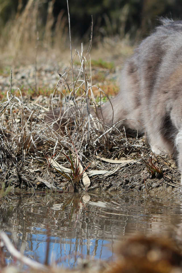 Серьёзный серый кот пьёт воду