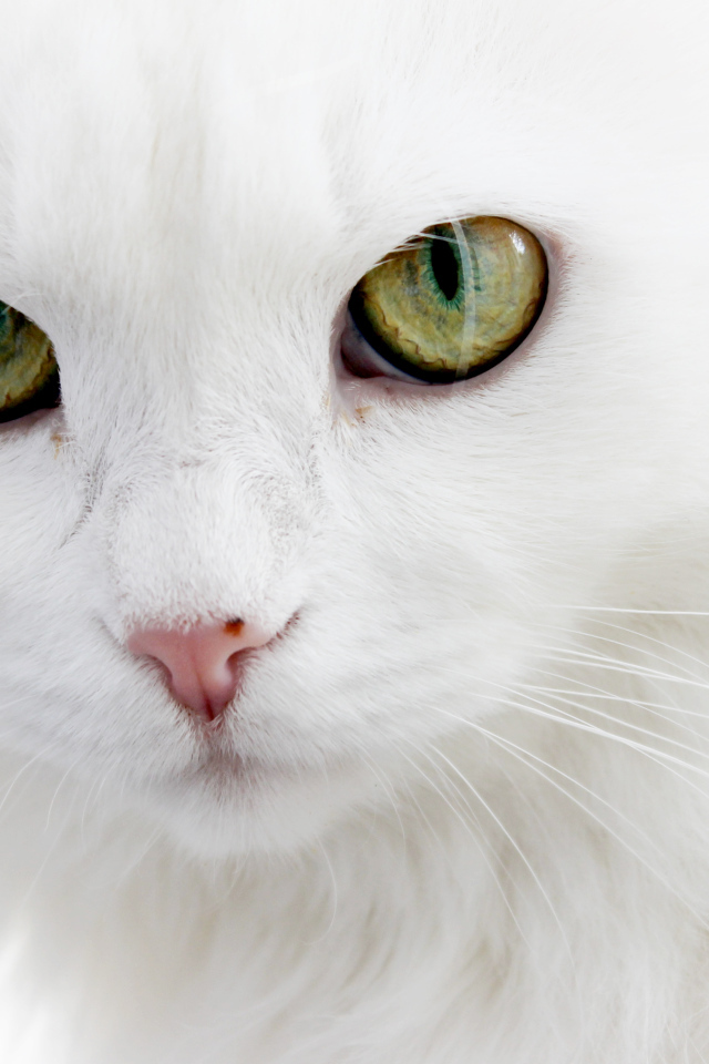 Серьёзный белый кот