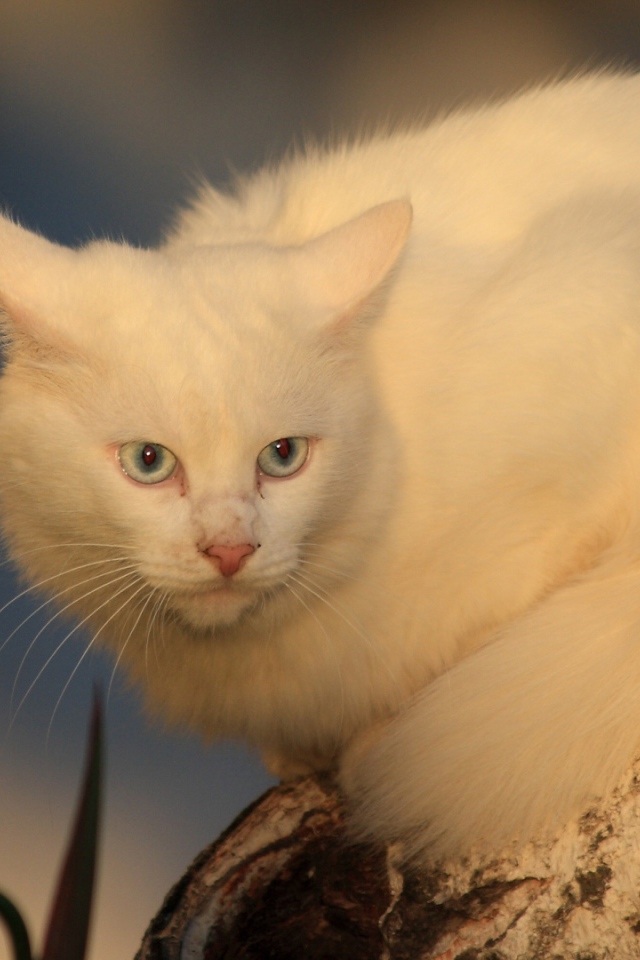 Серьёзный белый кот на дереве