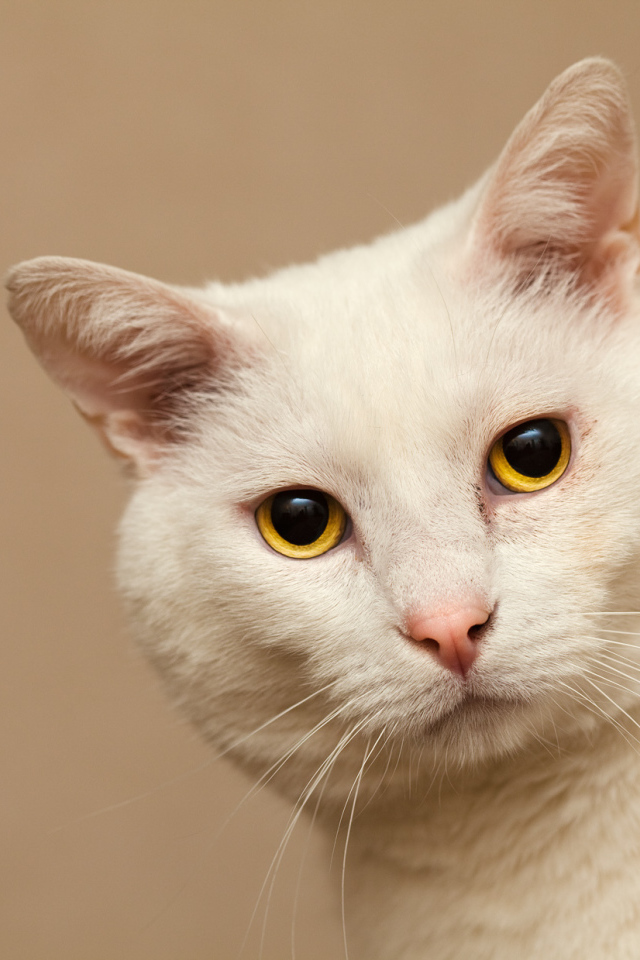 Серьёзный белый кот с жёлтыми глазами