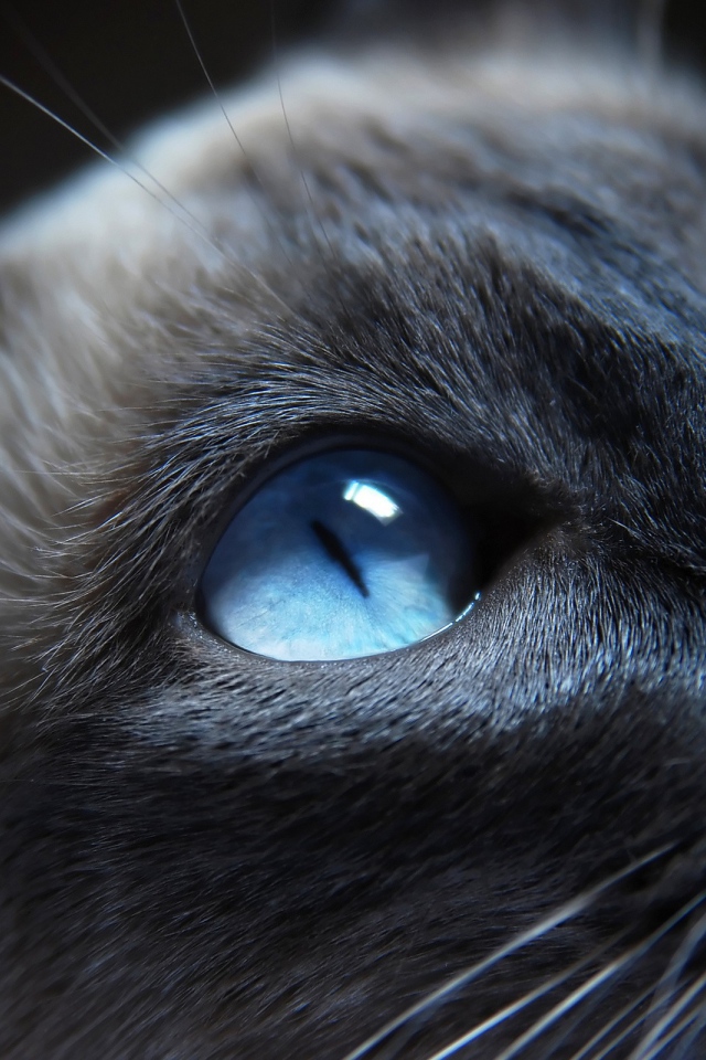 Сиамский кот крупным планом