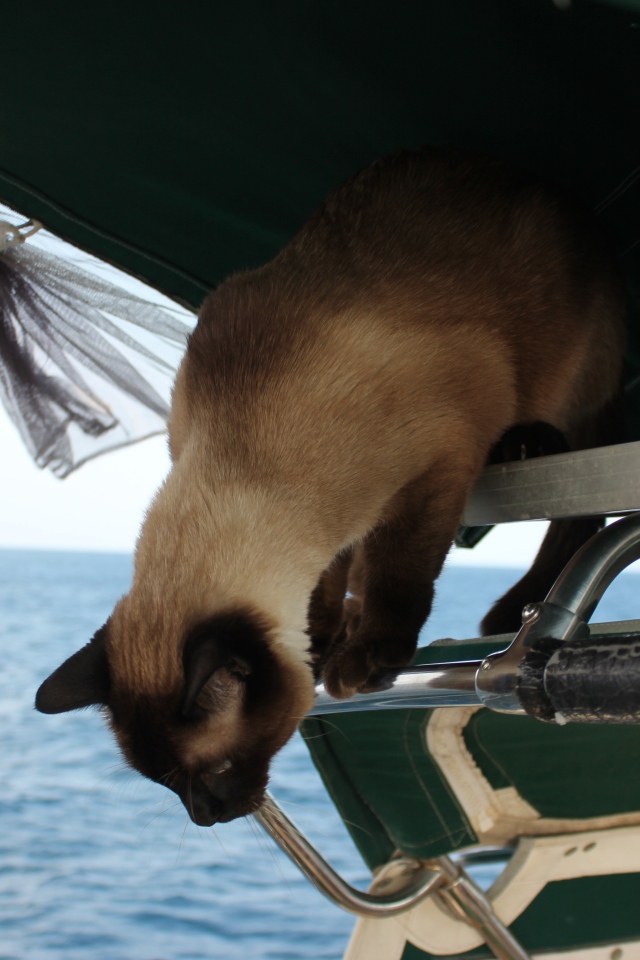 Сиамский кот собирается прыгать