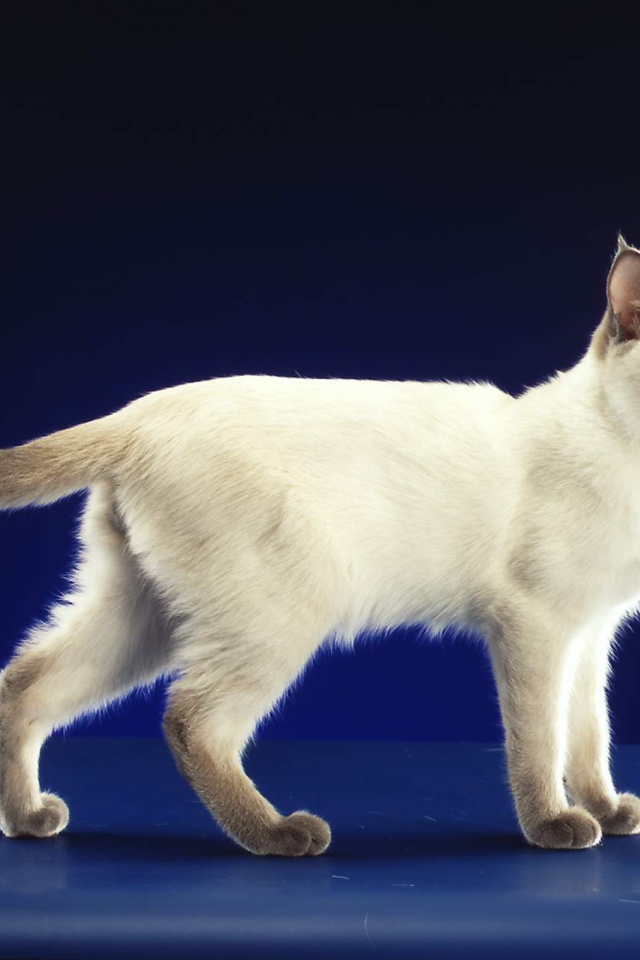 Сиамский кот позирует на синем фоне