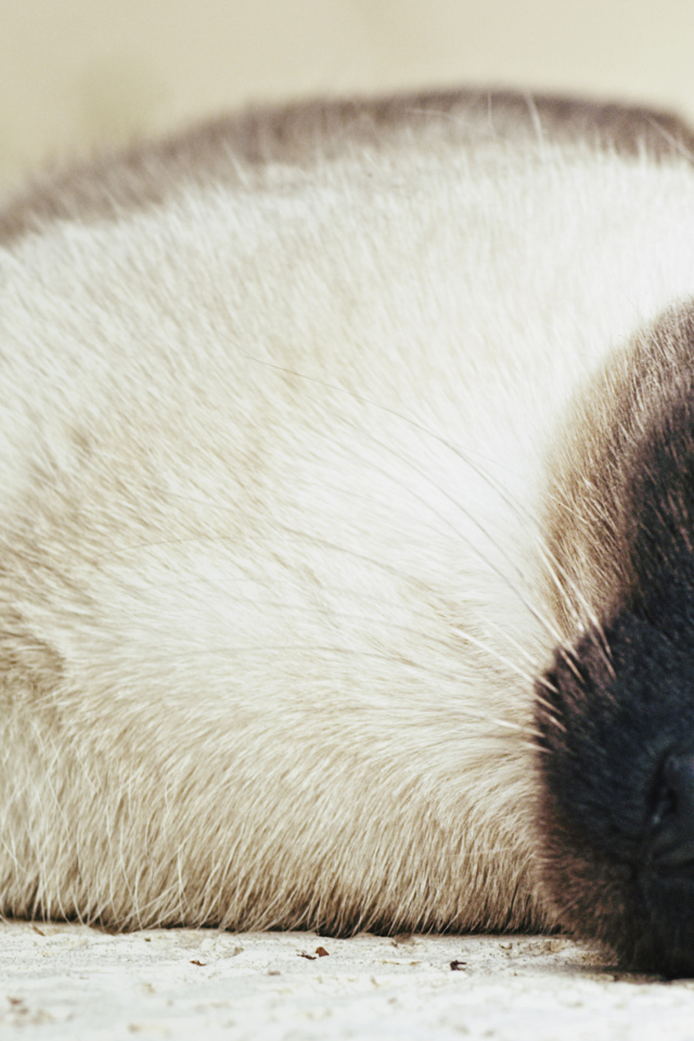 Сиамский кот разлёгся на полу