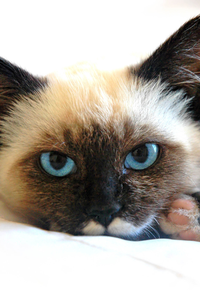 Сиамский кот устал