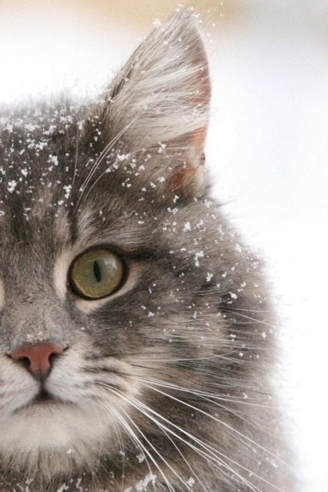 Сибирский кот в снегу