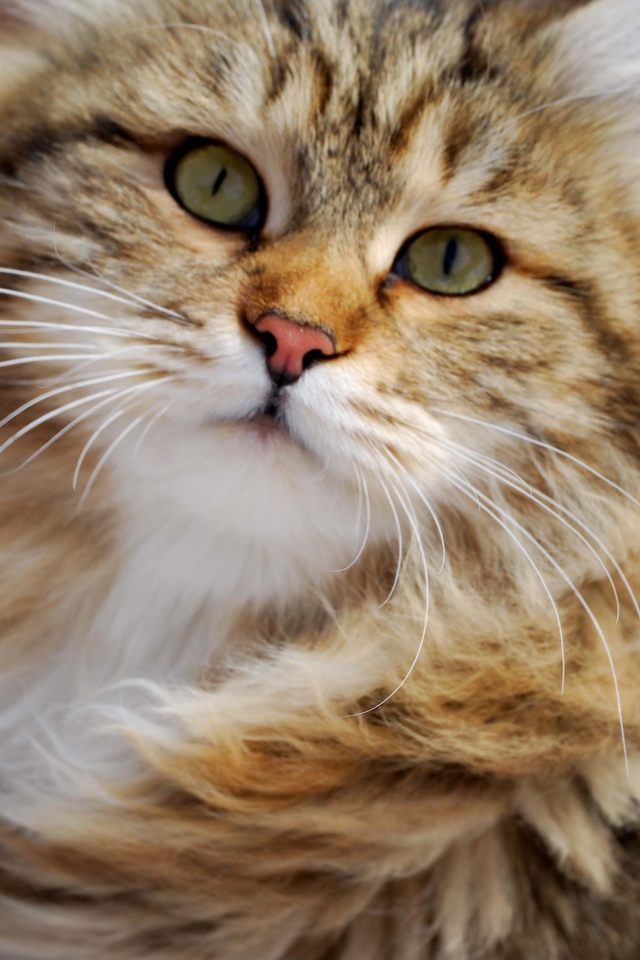 Сибирский кот в ветренную погоду