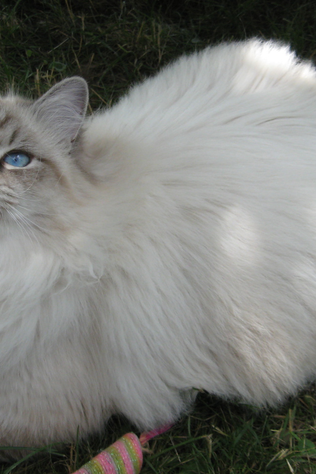 Сибирский кот на траве