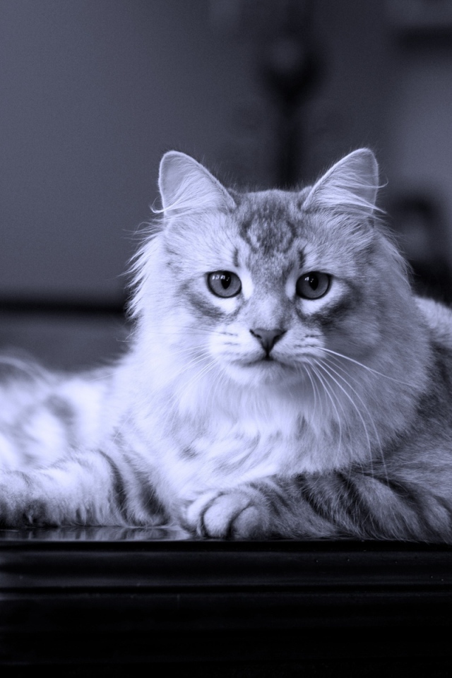 Сибирский кот лежит на столе