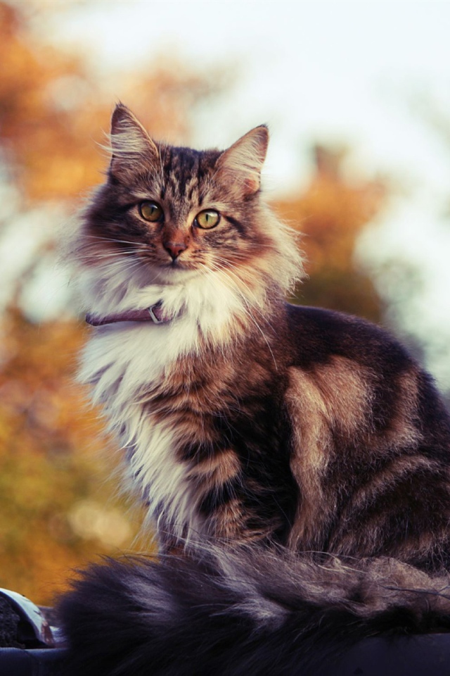 Сибирский кот на улице осенью