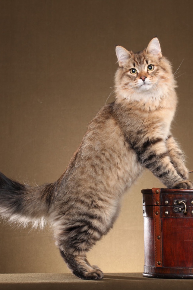 Сибирский кот позирует на коричневом фоне