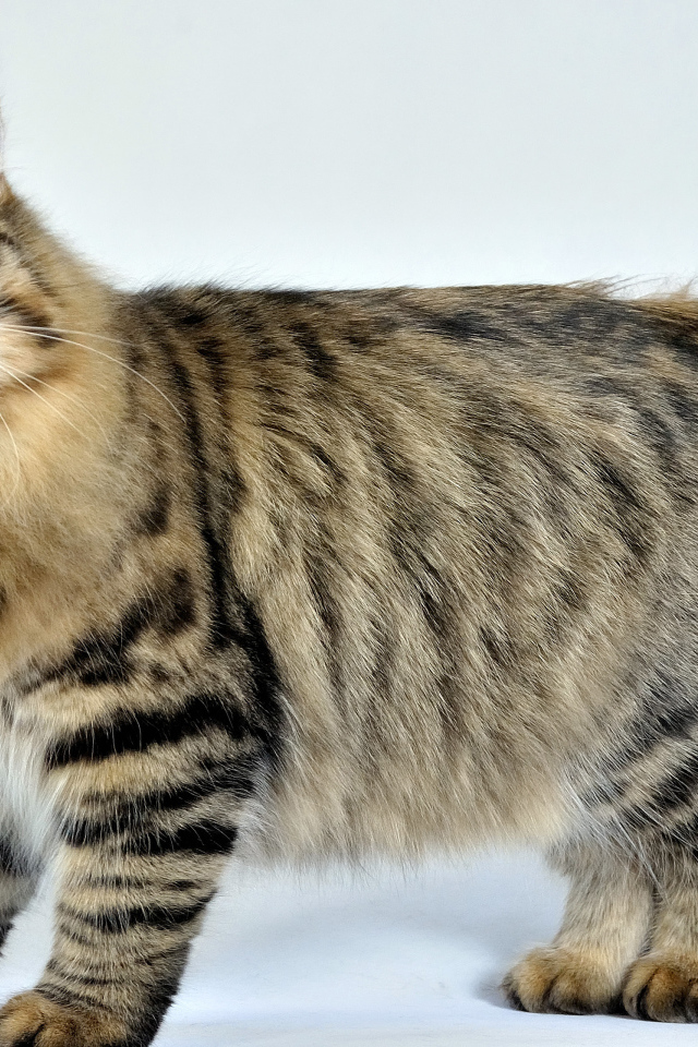 Сибирский кот позирует на белом фоне