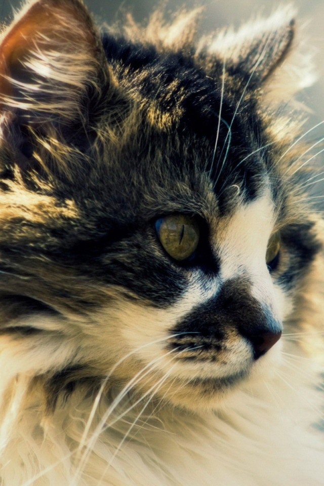 Сибирский кот с интересным окрасом