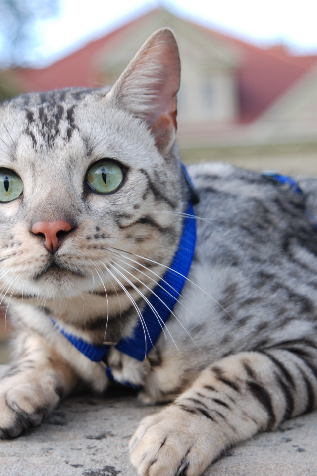 Серебристый бенгальский кот во дворе дома