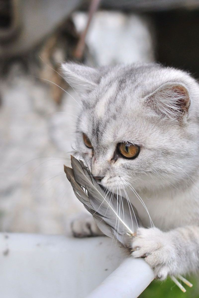 Серебристый кот и перо