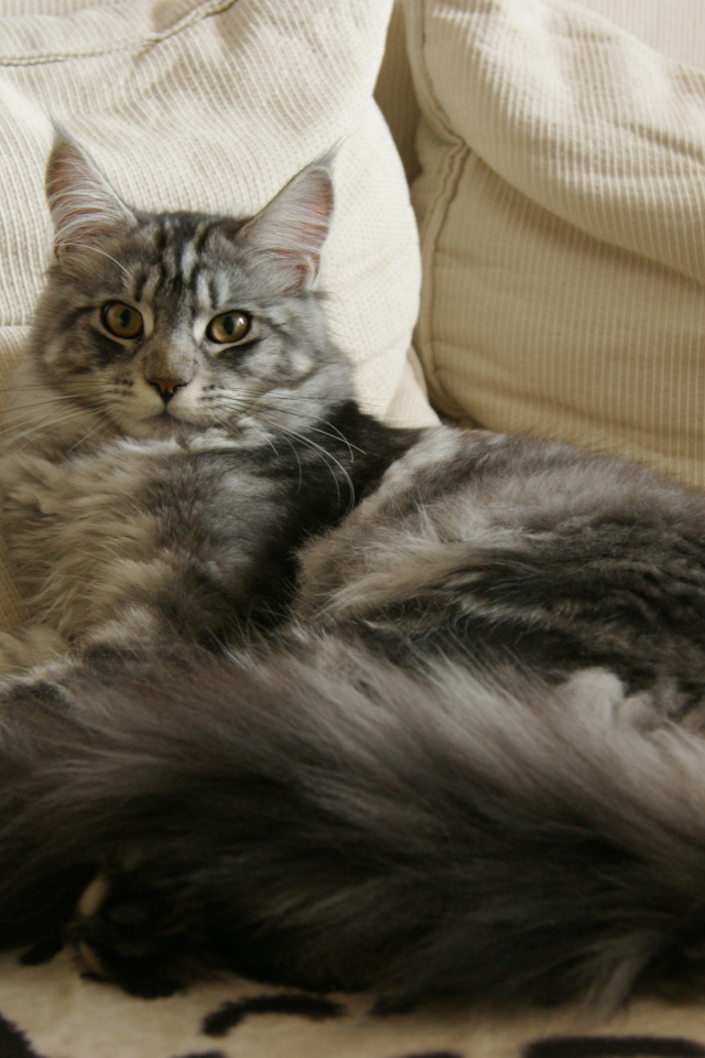 Silver Maine Coon cat sprawled on the host bed