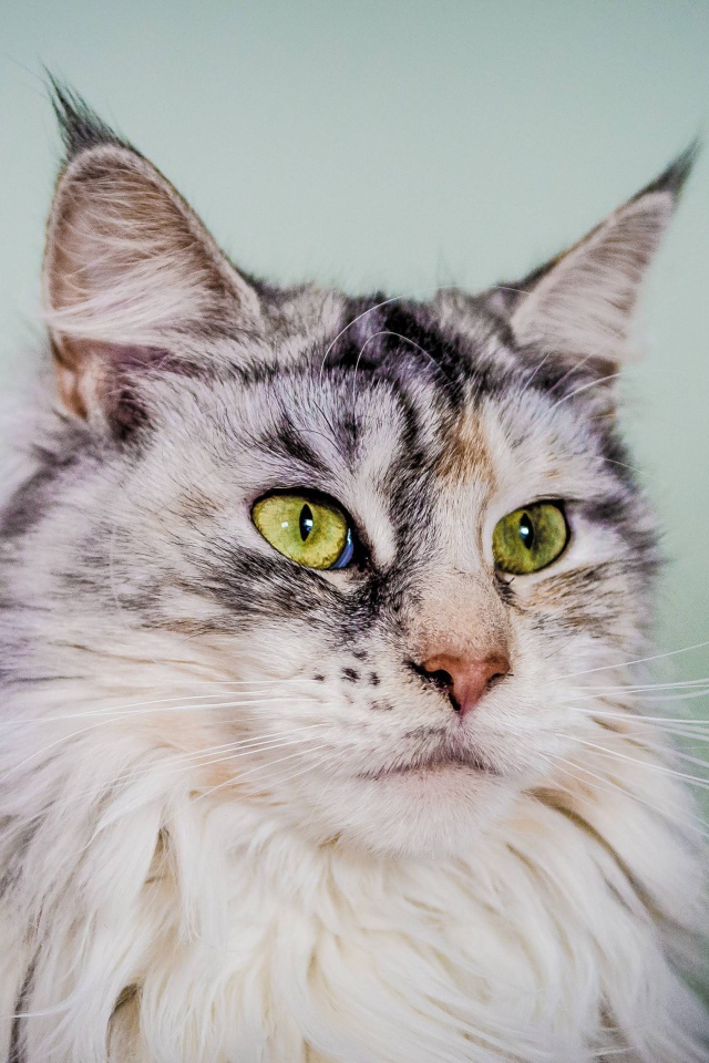 Серебристый кот мейн-кун с зелёными глазами