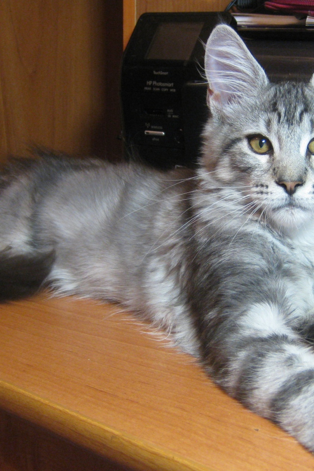 Серебристый молодой кот породы мейн-кун