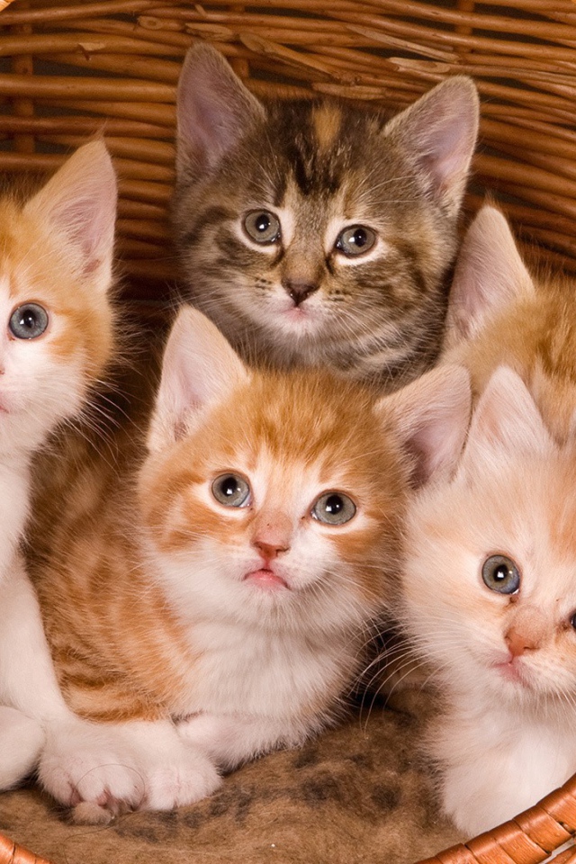 Шесть пар глаз глядят из корзины