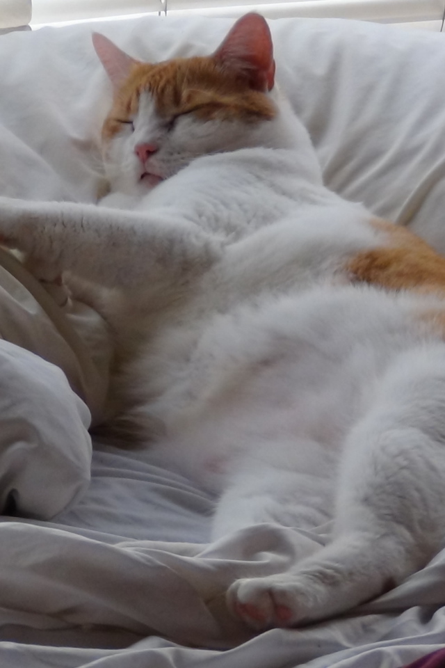 Спящий толстый котик