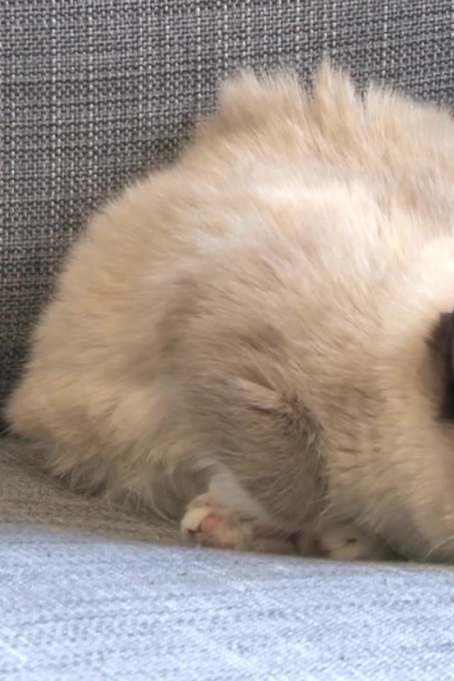 Спящий недовольный кот