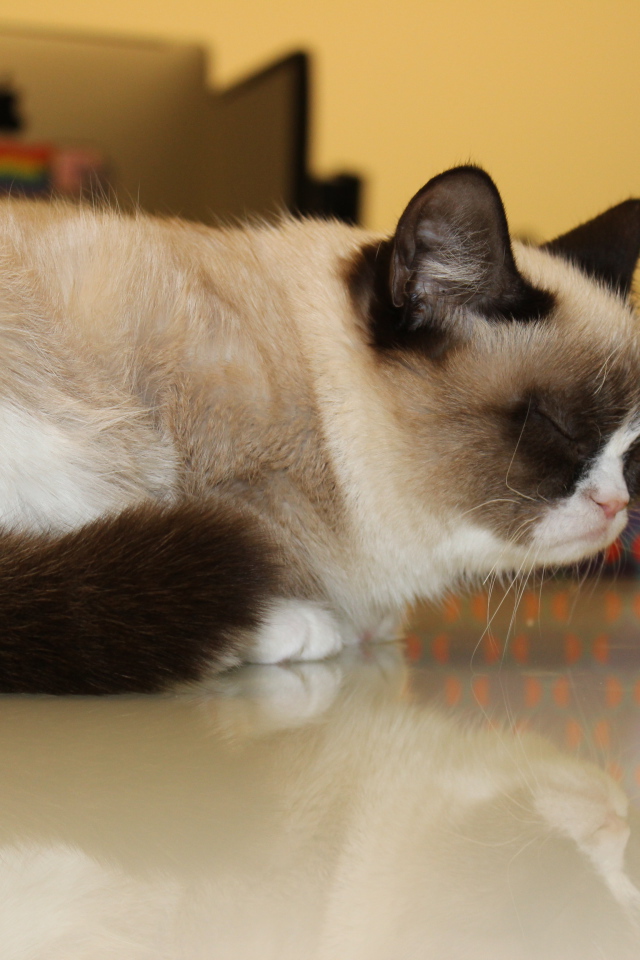 Спящий недовольный котик