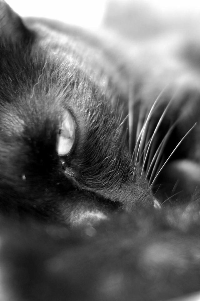 Сонный чёрный кот