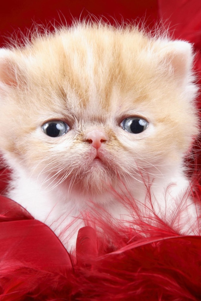 Маленький персидский кот в красных перьях