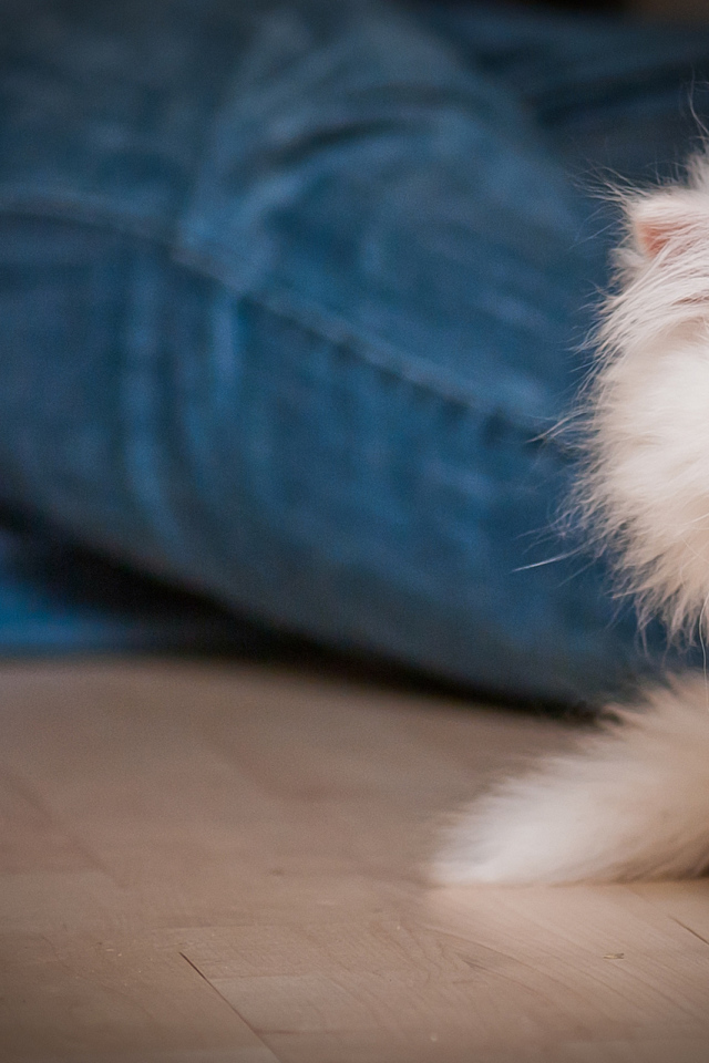 Маленький персидский кот прячется