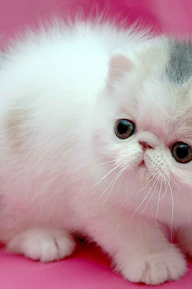 Маленький персидский кот на розовом фоне
