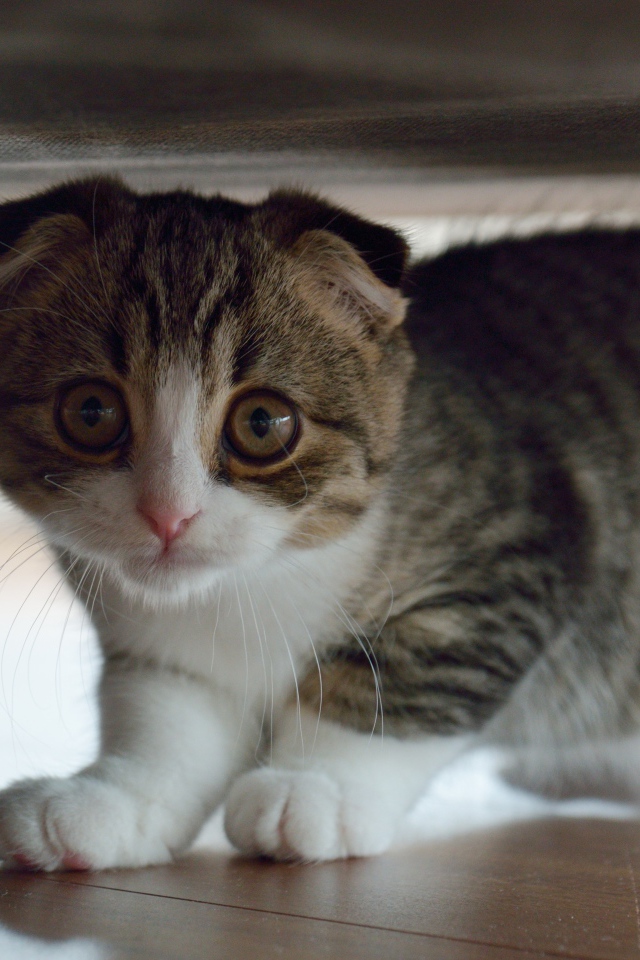 Маленький шотландский вислоухий кот под кроватью