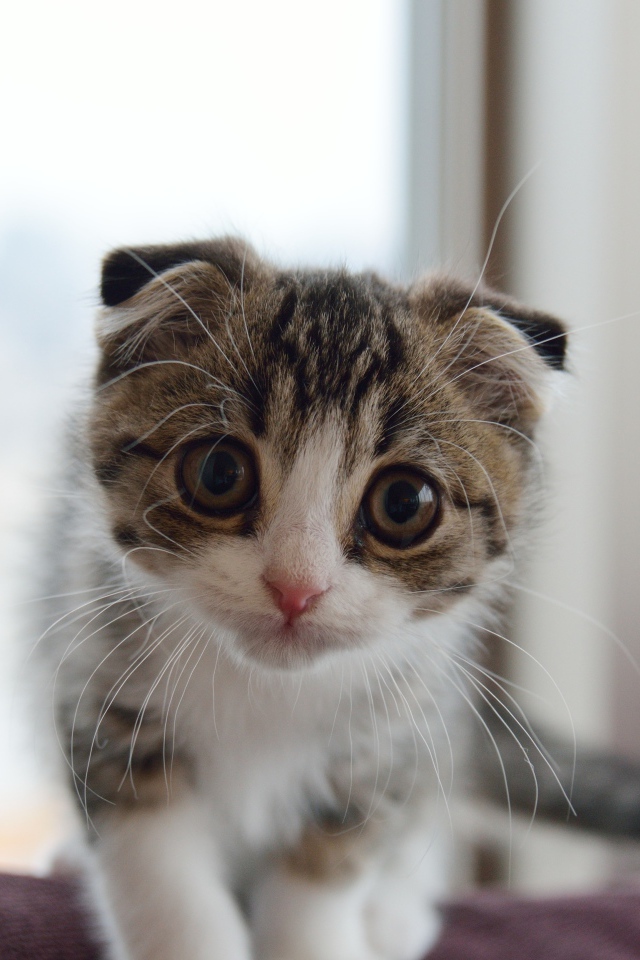 Маленький шотландский вислоухий кот с большыми глазами