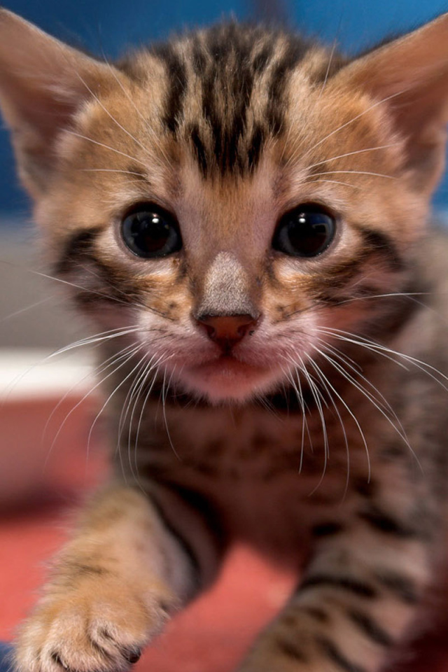 Маленький красивый бенгальский кот ищет маму