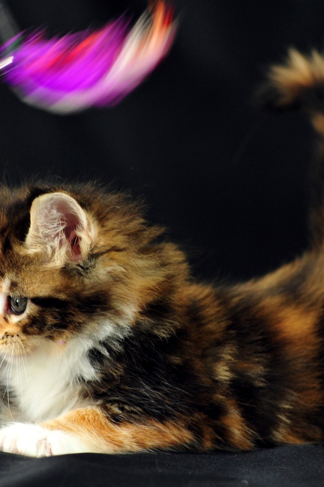 Маленький красивый кот мейн-кун играет