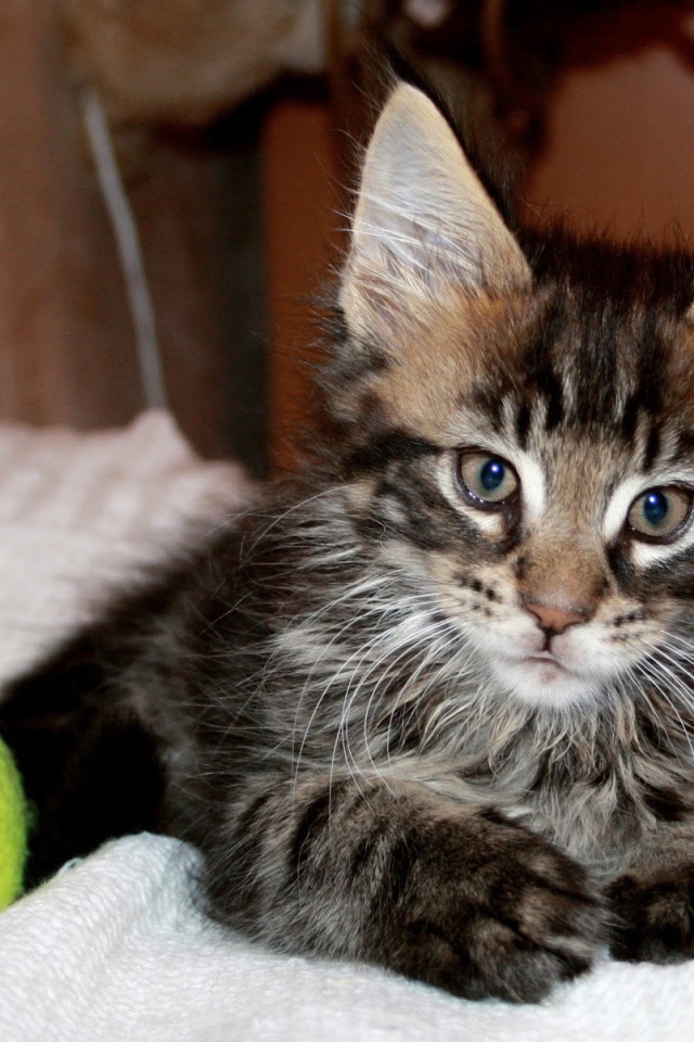 Маленький красивый кот мейн-кун с мячом